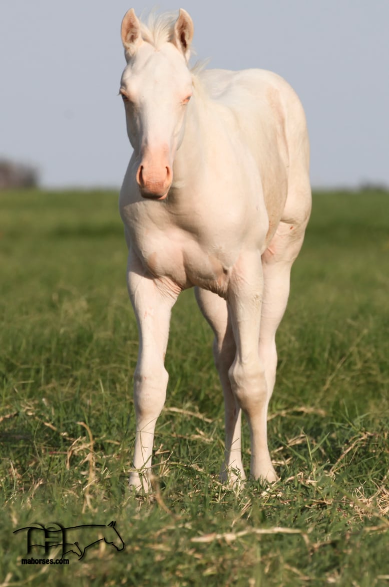 Back Four 061's 2024 Cremello Stallion